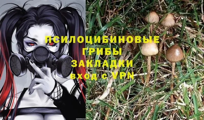 купить наркотик  Духовщина  Псилоцибиновые грибы Psilocybine cubensis 